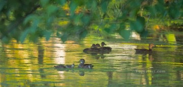  Estanque Pintura - patos en el estanque de primavera